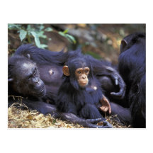 África, la África del Este, Tanzania, hembra de Go Tarjetas Postales
