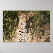 África, leopardo salvaje poster