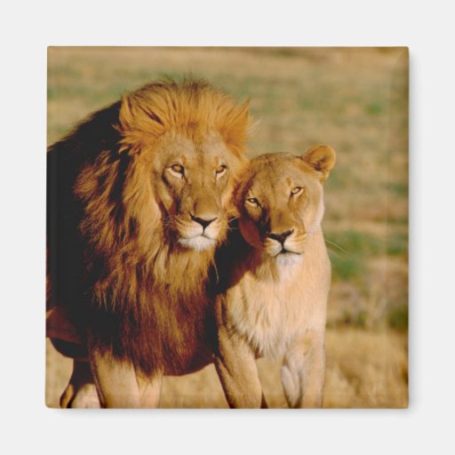 África, Namibia, Okonjima. León y leona Iman Para Frigorífico | Zazzle