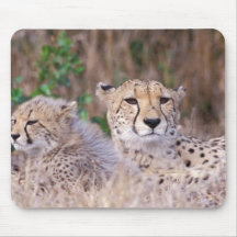 África, Suráfrica, reserva de Tswalu. Guepardos Tapetes De Ratón