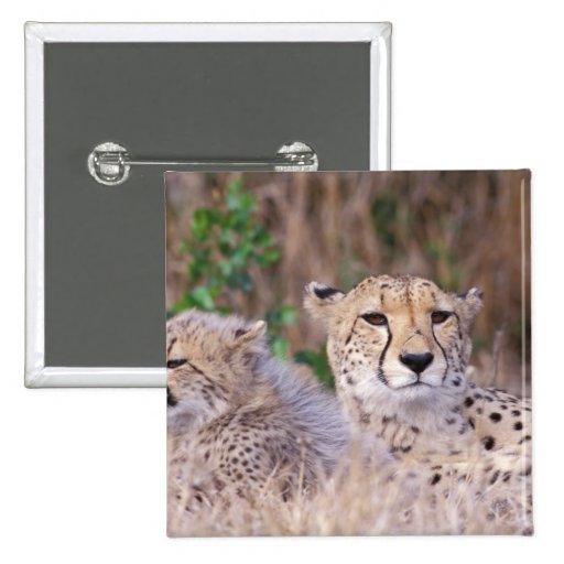 África, Suráfrica, reserva de Tswalu. Guepardos Pins
