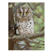 África. Tanzania. Búho de Scops del africano en Ta Postal