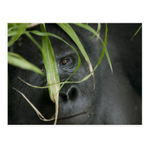 África, Uganda, nacional impenetrable 6 de Bwindi Postal