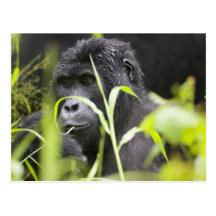 África, Uganda, nacional impenetrable de Bwindi Postal