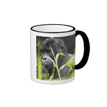 África, Uganda, nacional impenetrable de Bwindi Taza De Café
