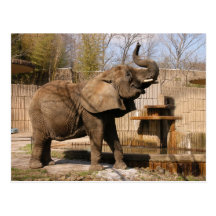 African_Elephant_001 Tarjetas Postales