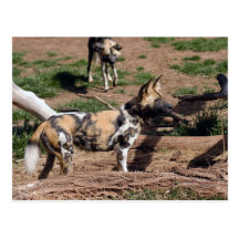 african-wild-dog-008 postales