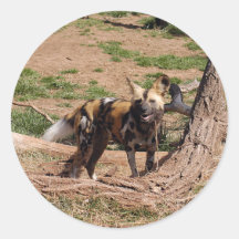 african-wild-dog-020 pegatinas redondas