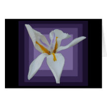 AfricanIris115 Felicitaciones