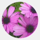 Africano Daisys Pegatinas Redondas