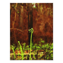 Afterburn Impresiones Fotográficas