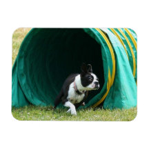 Agilidad Boston Terrier Imán De Vinilo
