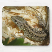 Agilis del Lacerta Tapete De Raton