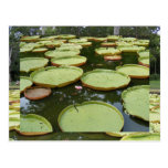 Agua amazónica gigante Lillies Postal