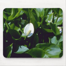 Agua-Arum amarillo (cala Palustris Var. Polysthace Tapete De Ratón