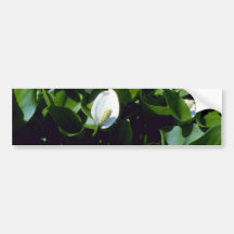 Agua-Arum amarillo (cala Palustris Var. Polysthace Pegatina De Parachoque
