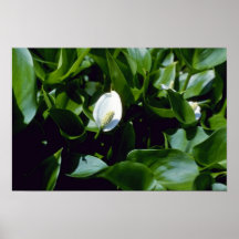 Agua-Arum amarillo (cala Palustris Var. Polysthace Impresiones