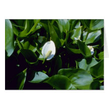 Agua-Arum amarillo (cala Palustris Var. Polysthace Tarjeta