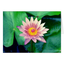 Agua Lilly Felicitación