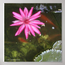 AGUA LITLY Y KOI POSTER