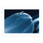 Aguamarina, postal, tulipán y Waterdrops del hielo