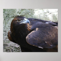 Águila de oro poster