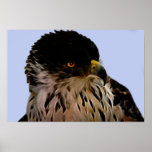 Águila majestuosa posters