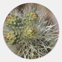 Agujas del cactus en el desierto de Anza Borrego Etiqueta