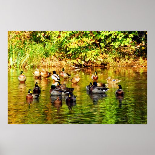 Ahorre nuestro planeta "aves acuáticas migratorias poster