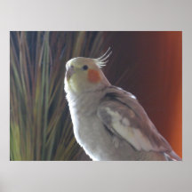 Akani Posters