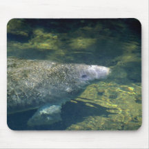 Al oeste Manatee-respiración del indio (la Florida Alfombrillas De Ratón
