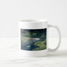 Al oeste Manatee-respiración del indio (la Florida Taza