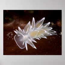 Alabastro Nudibranch - impresiones de la bella art
