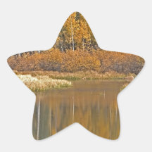Álamos tembloses de oro que reflejan en la charca  calcomanías forma de estrella personalizadas