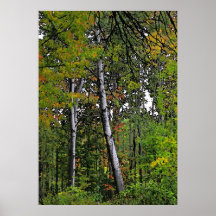 Álamos tembloses del otoño poster