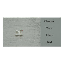 Alas de elevación del cisne tarjeta fotografica personalizada