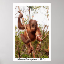 Albañil del orangután del bebé poster