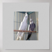 albino-pares impresiones