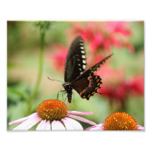 Alboroto 10 x de la mariposa impresión fotográfica