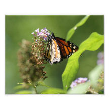 Alboroto 10 x de la mariposa impresión fotográfica