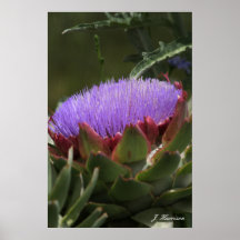 Alcachofa en la floración posters