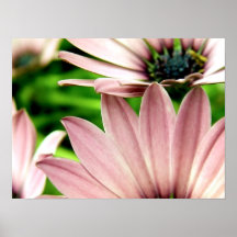 Alcance rosado posters