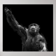 "Alcanzando" la impresión del arte del chimpancé d Posters