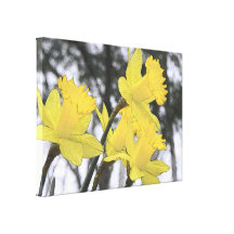 Alcanzar hacia arriba - narcisos amarillos lienzo envuelto para galerias