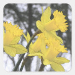 Alcanzar hacia arriba - narcisos amarillos etiquetas  