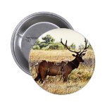 Alces Bull de Tule Pins