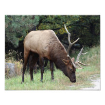 Alces de Bull con la asta quebrada 11x14 Impresiones Fotográficas