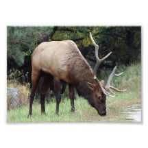 Alces de Bull con la asta quebrada 5x7 Fotos