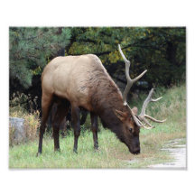 Alces de Bull con la asta quebrada 8x10 Fotografias