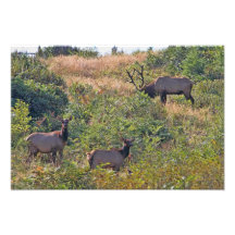Alces de Bull de 6 puntos y foto de la fauna de do